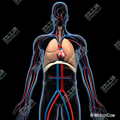 images/goods_img/2021040163/Human Respiratory System/3.jpg